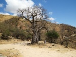 Baobab tree