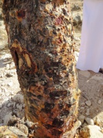 The skin of a Frankincense tree
