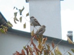 Sparrows
