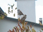 Sparrows